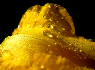 Water, Dew, Yellow, Drop photo