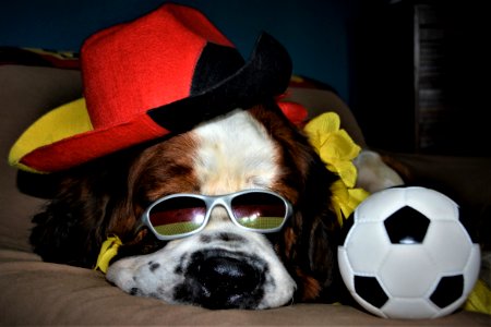 Dog, Dog Like Mammal, Eyewear, Dog Breed