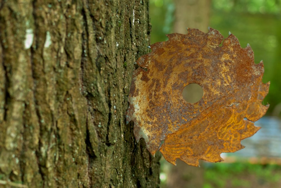 Fungus, Trunk, Hymenochaetales, Tree