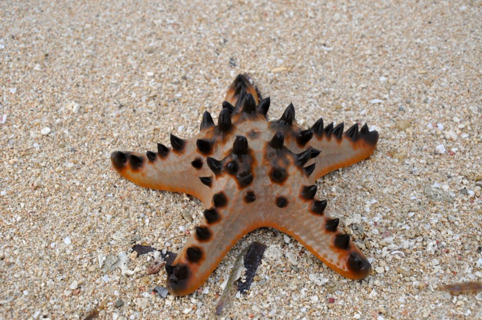 Starfish, Marine Invertebrates, Invertebrate, Echinoderm