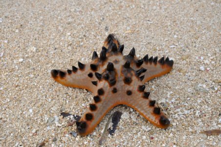 Starfish, Marine Invertebrates, Invertebrate, Echinoderm
