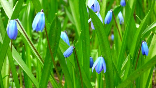Flower, Plant, Flora, Spring