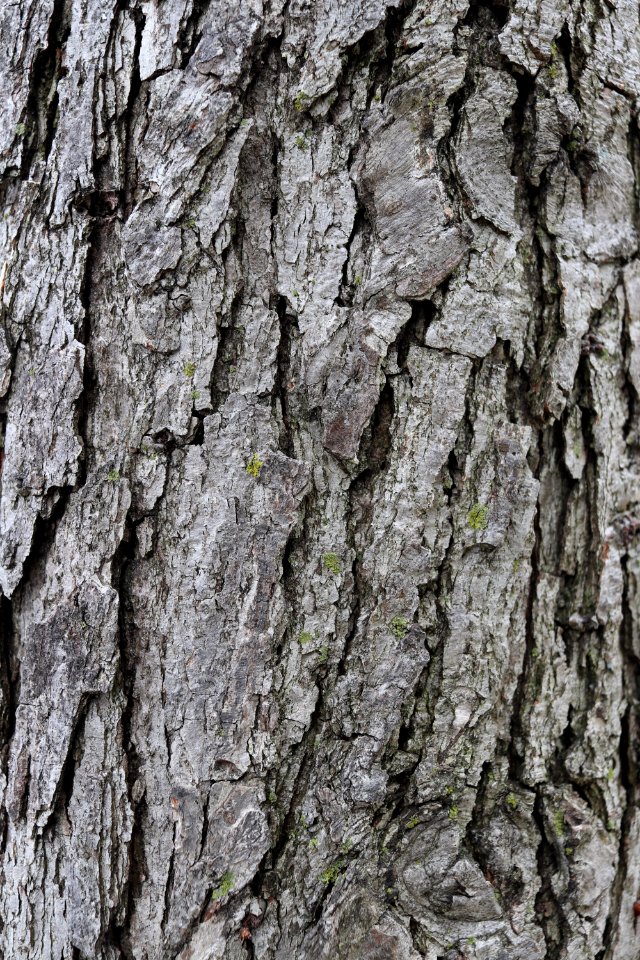 Tree, Trunk, Woody Plant, Plant