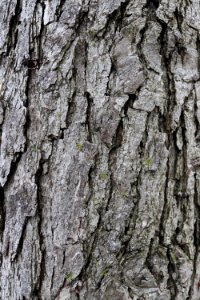 Tree, Trunk, Woody Plant, Plant