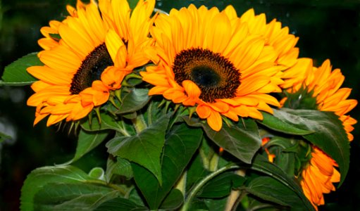 Flower, Sunflower, Sunflower Seed, Plant