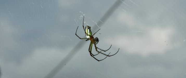 Spider, Arachnid, Invertebrate, Arthropod