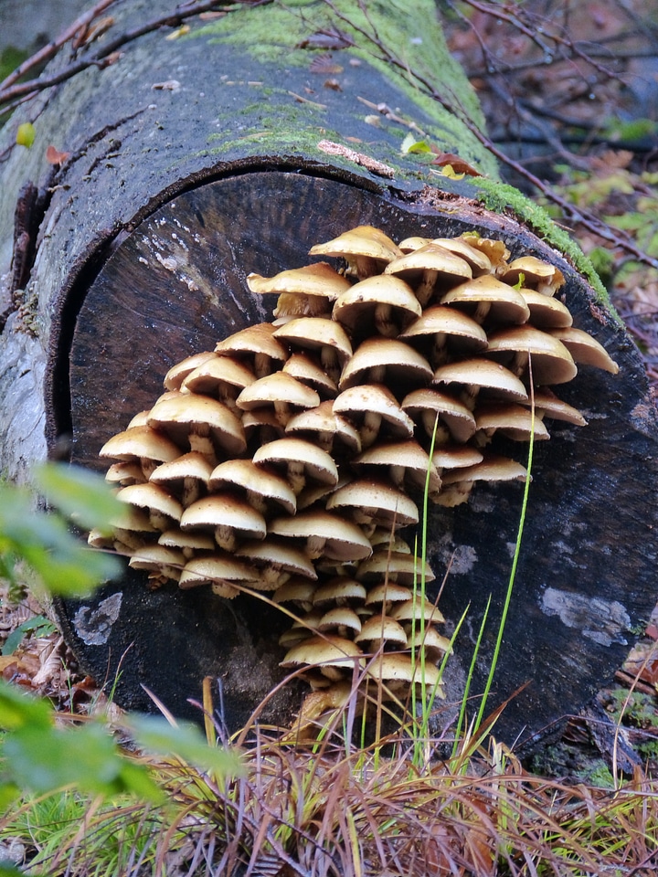 Mushrooms forest nature