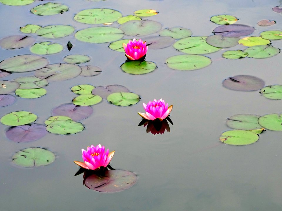 Flower, Pink, Flora, Water