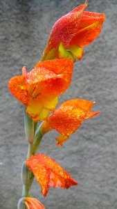 Flower, Flora, Orange, Plant