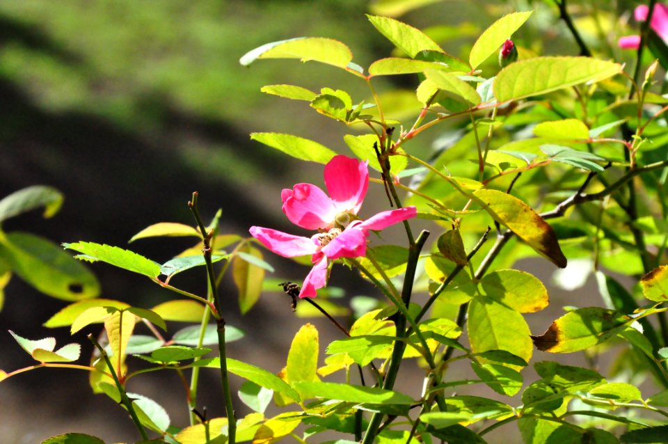 Plant, Flower, Flora, Vegetation