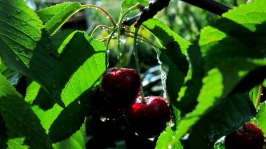 Fruit, Vegetation, Cherry, Leaf