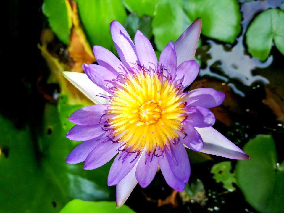 Flower, Flora, Plant, Purple