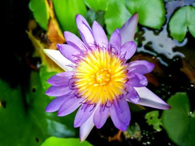 Flower, Flora, Plant, Purple