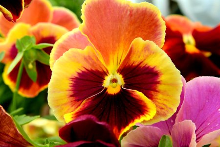 Flower, Flowering Plant, Pansy, Plant photo