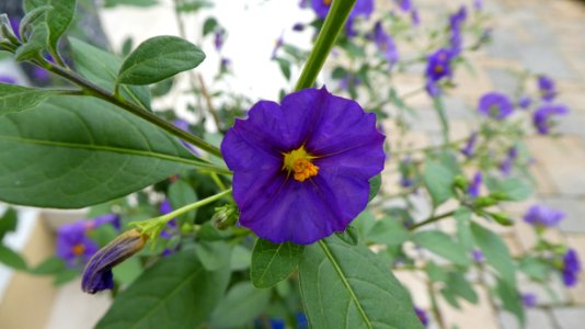 Flower, Violet, Purple, Flora