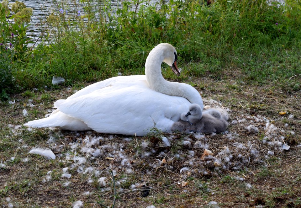 Swan, Bird, Water Bird, Ducks Geese And Swans