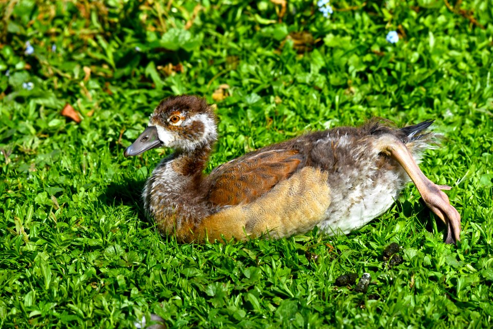 Bird, Fauna, Beak, Nature Reserve