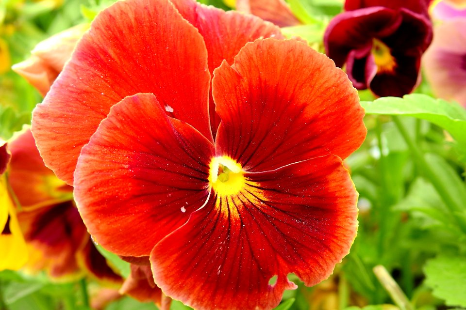 Flower, Pansy, Violet Family, Petal