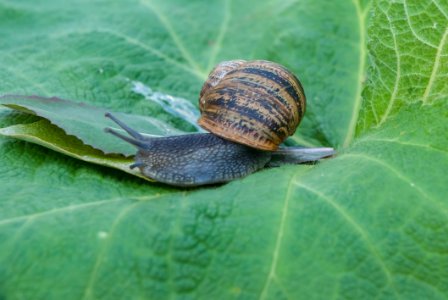 Snails And Slugs, Snail, Invertebrate, Molluscs photo