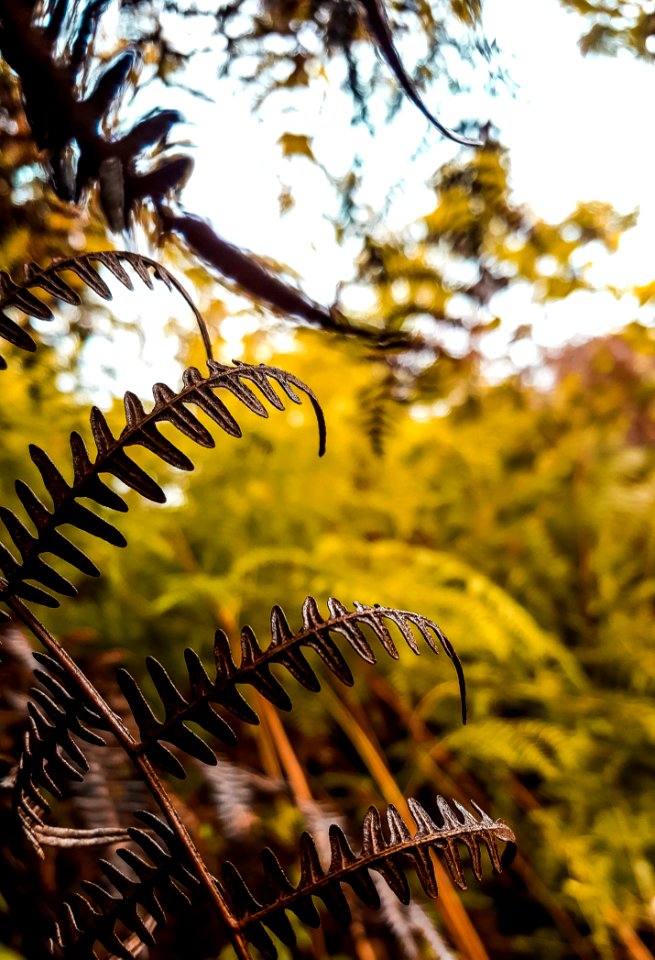 Nature, Leaf, Branch, Yellow