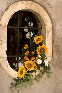 Window flowers plant