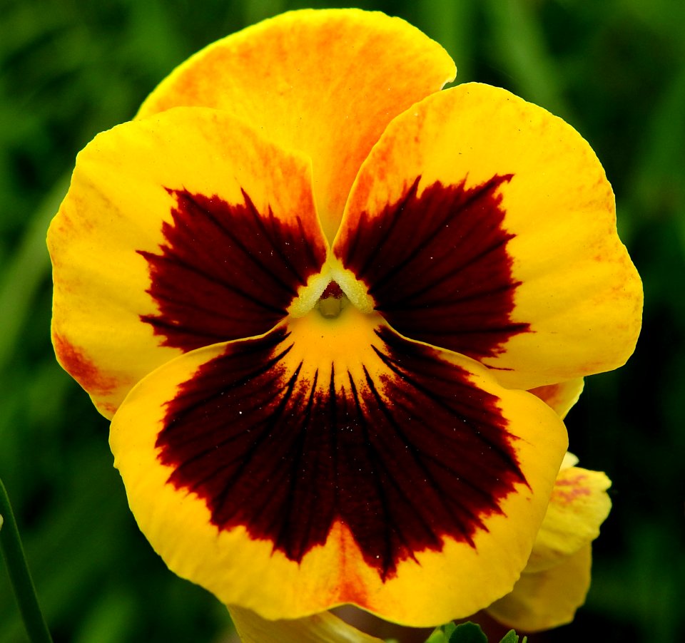 Flower, Yellow, Pansy, Flora