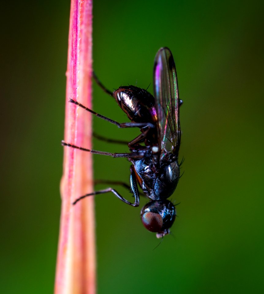 Insect, Pest, Macro Photography, Membrane Winged Insect