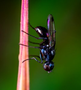 Insect, Pest, Macro Photography, Membrane Winged Insect