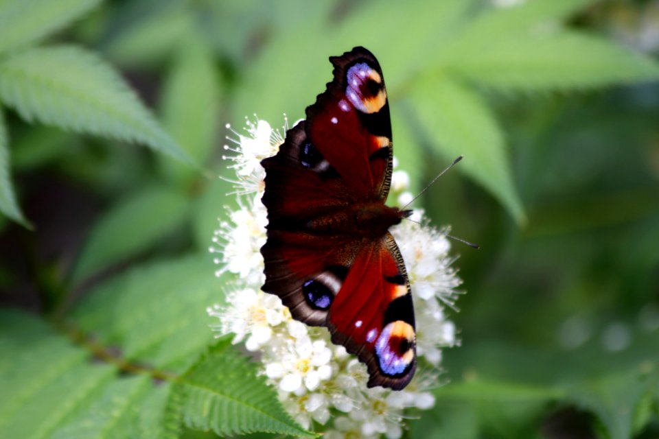 Butterfly, Moths And Butterflies, Insect, Brush Footed Butterfly