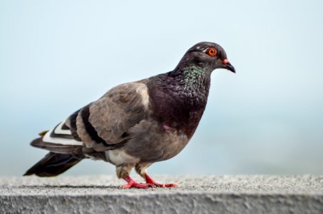 Pigeons And Doves, Fauna, Bird, Beak