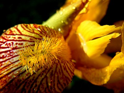 Yellow, Flower, Flora, Close Up