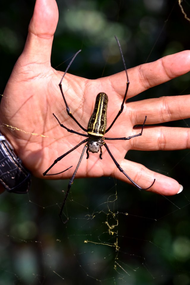 Arachnid, Spider, Invertebrate, Insect