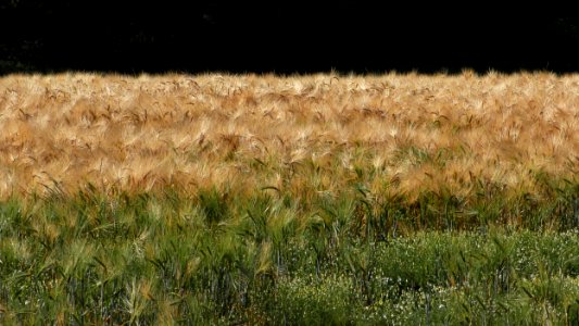 Crop, Grass Family, Field, Food Grain photo