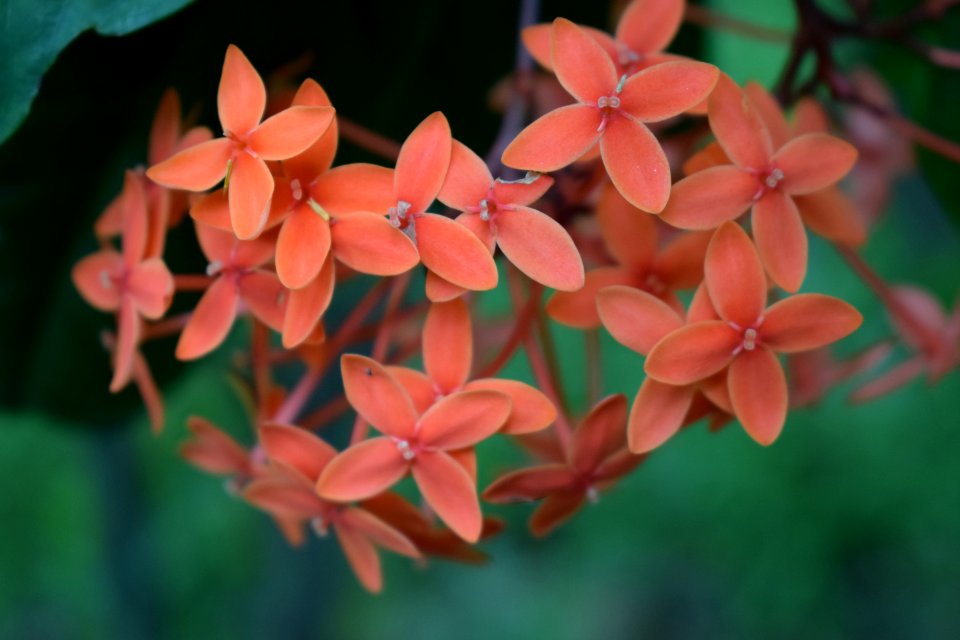 Flower, Plant, Flora, Flowering Plant
