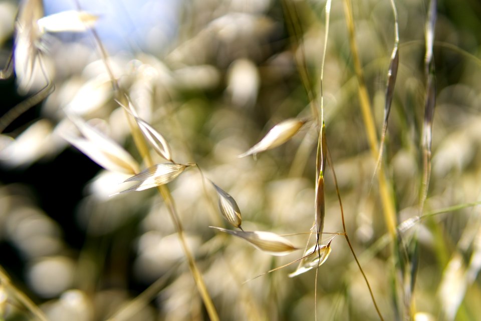 Flora, Plant, Close Up, Grass Family