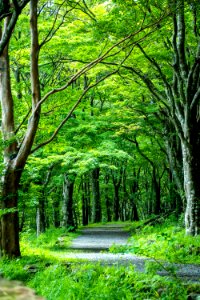 Woodland, Nature, Vegetation, Green photo