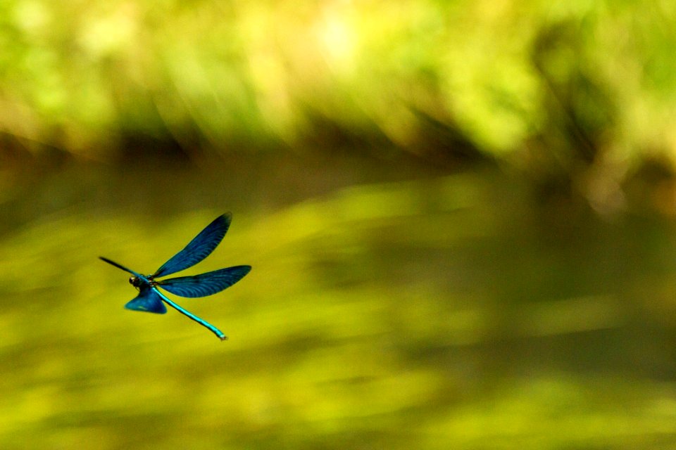 Bird, Beak, Grass, Sky