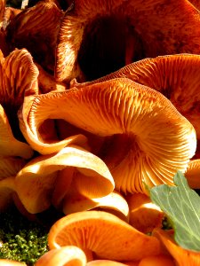Mushroom, Edible Mushroom, Agaricaceae, Close Up
