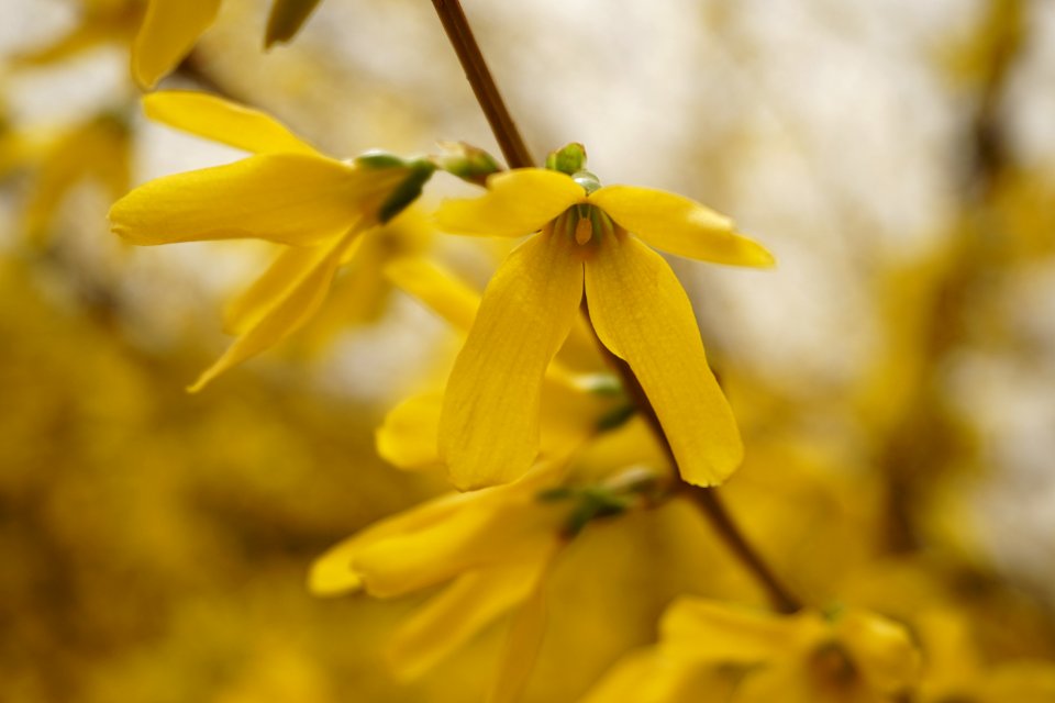 Flower, Flora, Yellow, Close Up