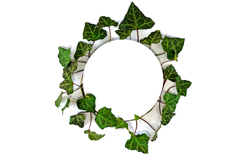 Leaf, Ivy, Plant, Tree