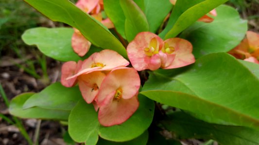 Plant, Flora, Leaf, Flower