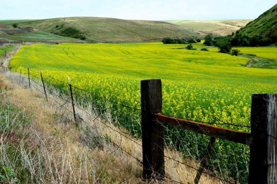 Grassland, Field, Yellow, Pasture