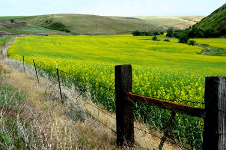 Grassland, Field, Yellow, Pasture photo