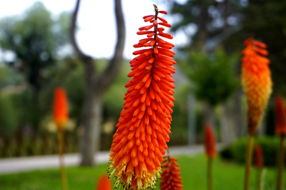 Torch Lily, Plant, Flower, Flowering Plant