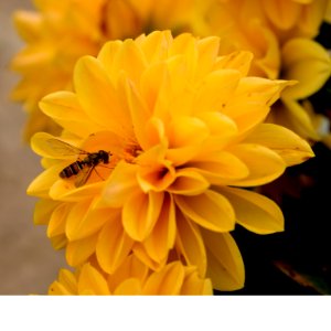 Flower, Yellow, Honey Bee, Nectar photo