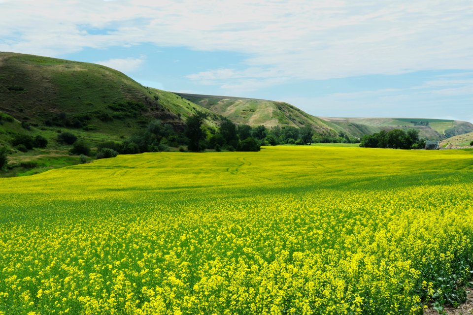 Grassland, Field, Yellow, Canola