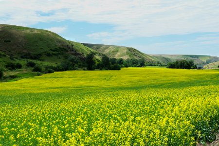 Grassland, Field, Yellow, Canola photo