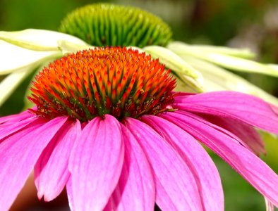 Coneflower, Flower, Nectar, Close Up photo