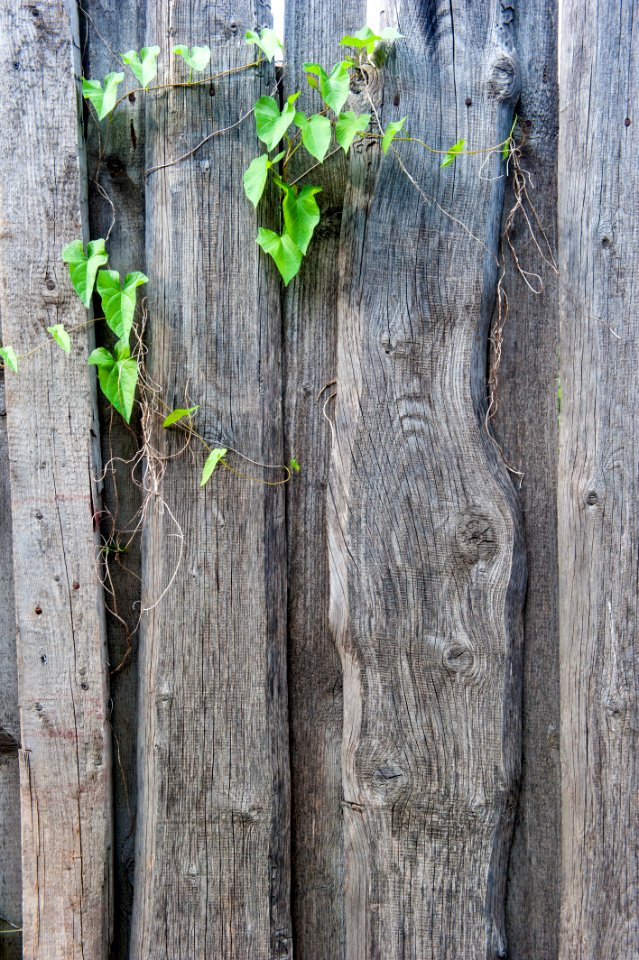 Tree, Wood, Trunk, Branch