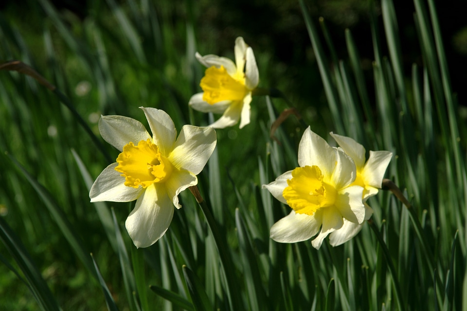 Flower flowers narcissus